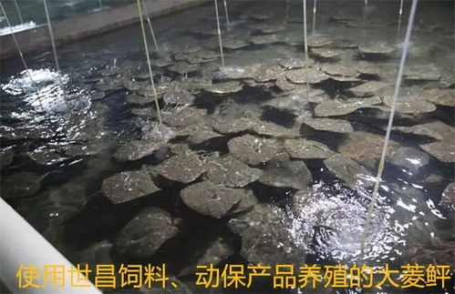 以先进典型引领高效渔业发展——世昌股份大力培育特种水产养殖示范户