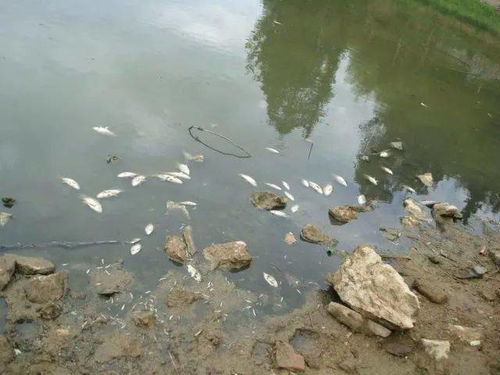 阴雨天池塘为什么有零星死鱼